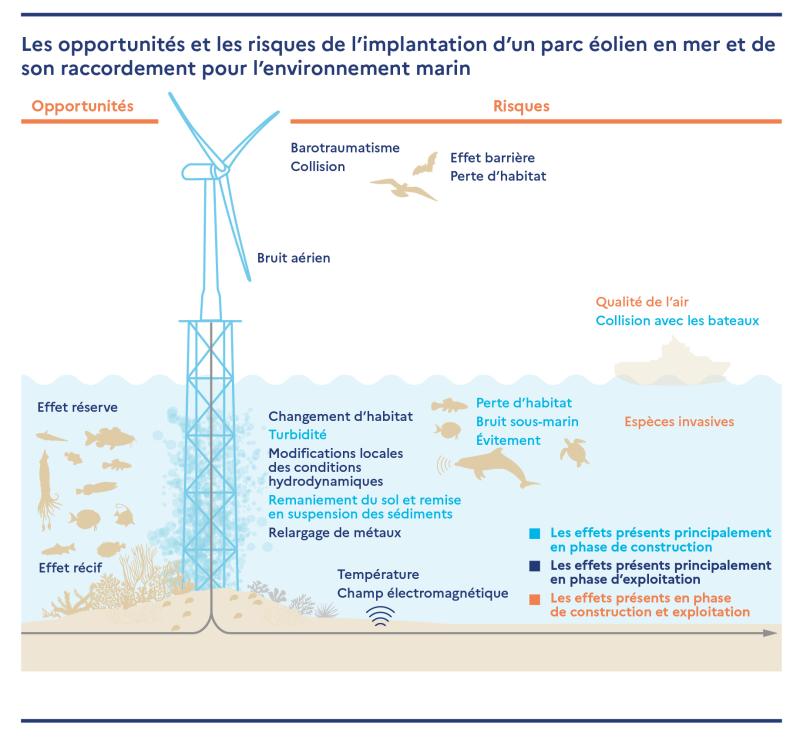 Les opportunités et les risques de l’implantation d’un parc éolien en mer et de son raccordement pour l’environnement marin 