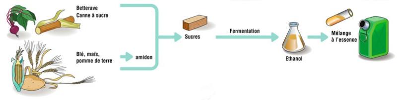 Schéma de production du bioéthanol